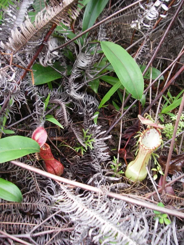 Nepenthes eustachya
