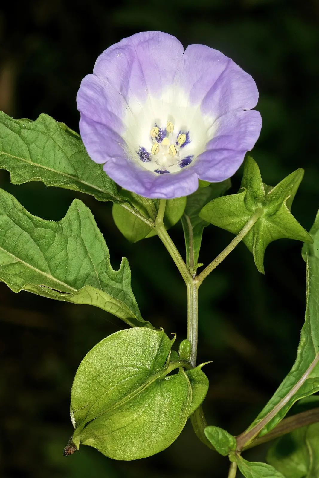 Nicandra physalodes