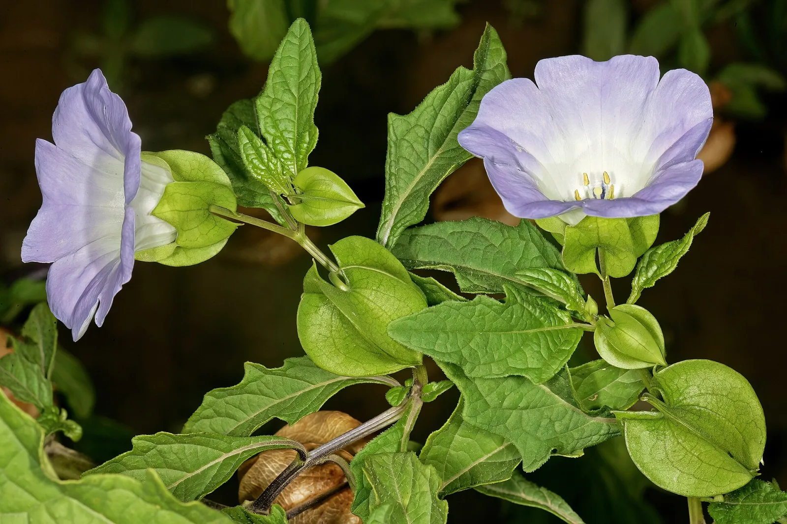 Nicandra physalodes
