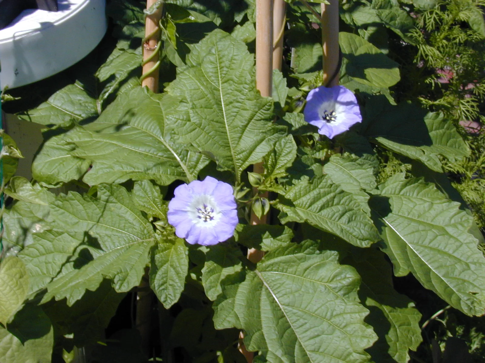 Nicandra physalodes