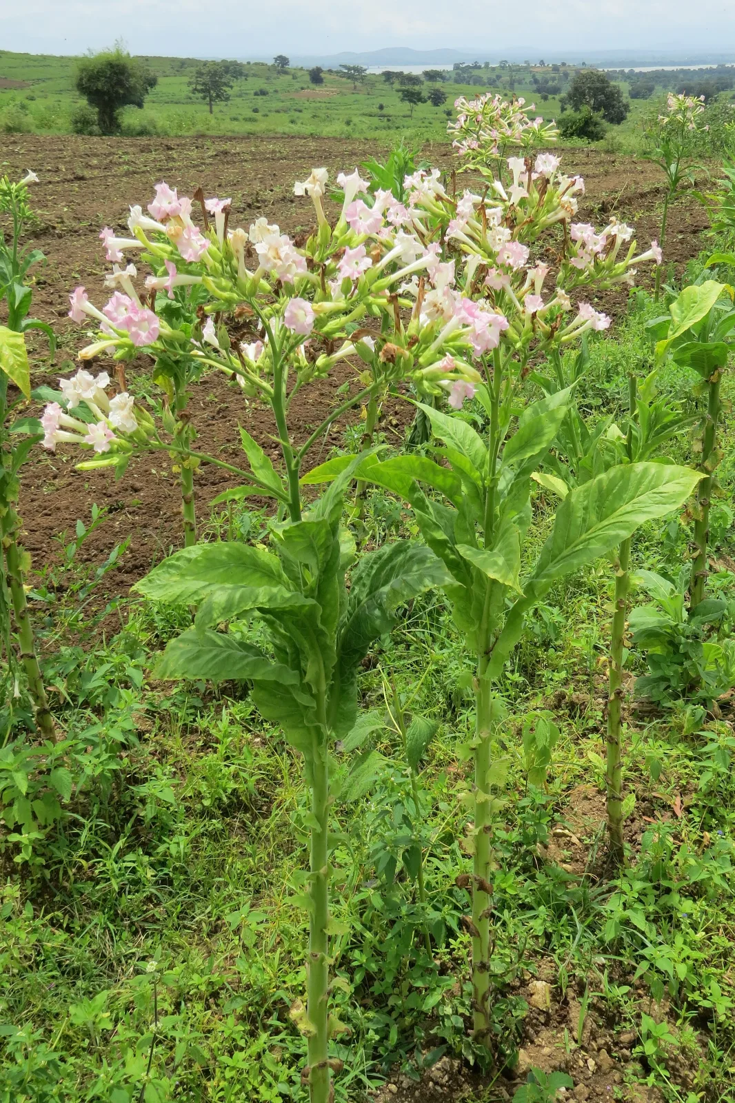 Nicotiana tabacum