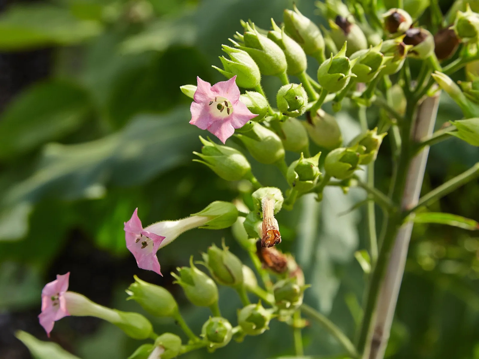 Nicotiana tabacum