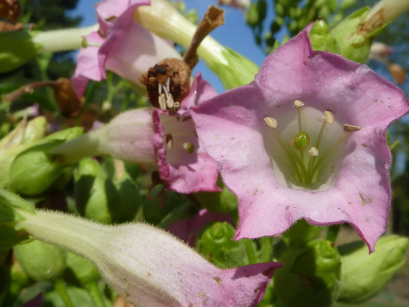 Nicotiana tabacum