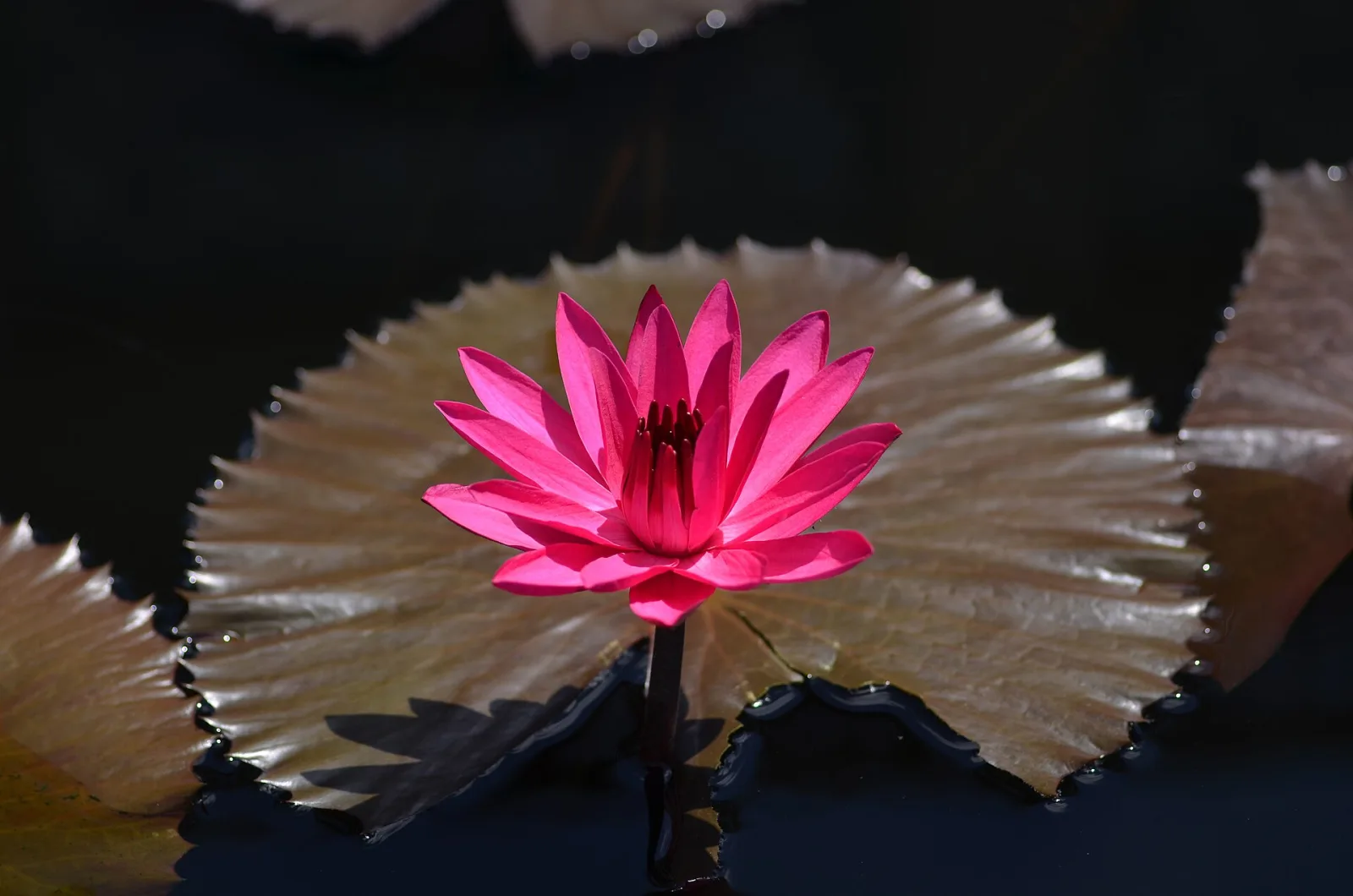 Nymphaea Red Flare