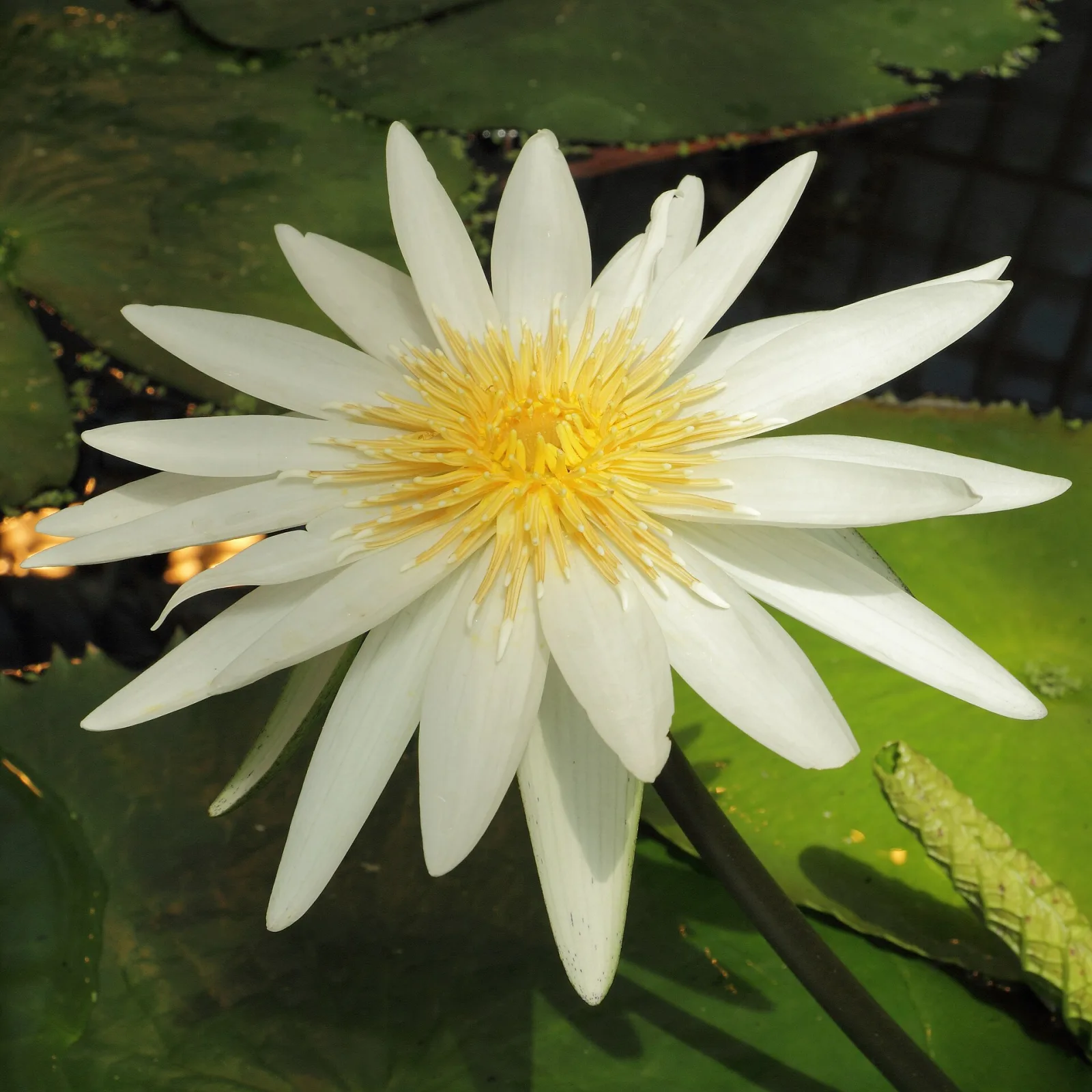 Nymphaea ampla