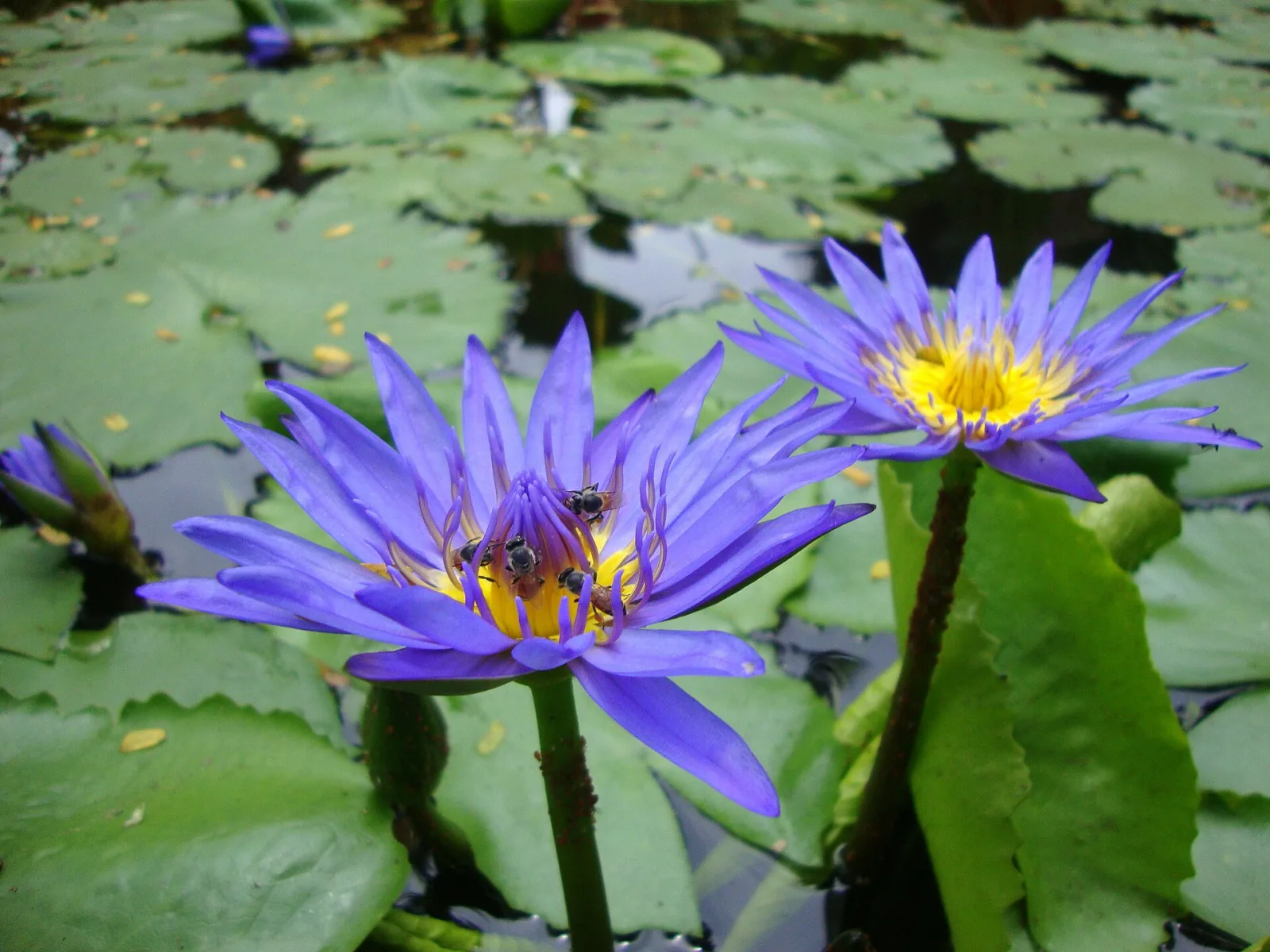 Nymphaea capensis Purple