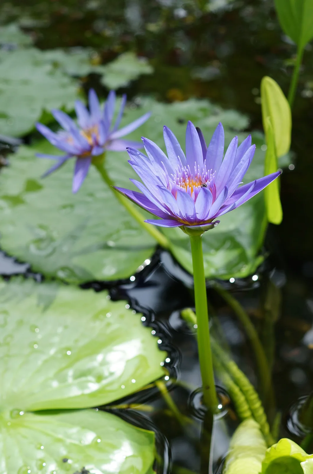 Nymphaea capensis Purple