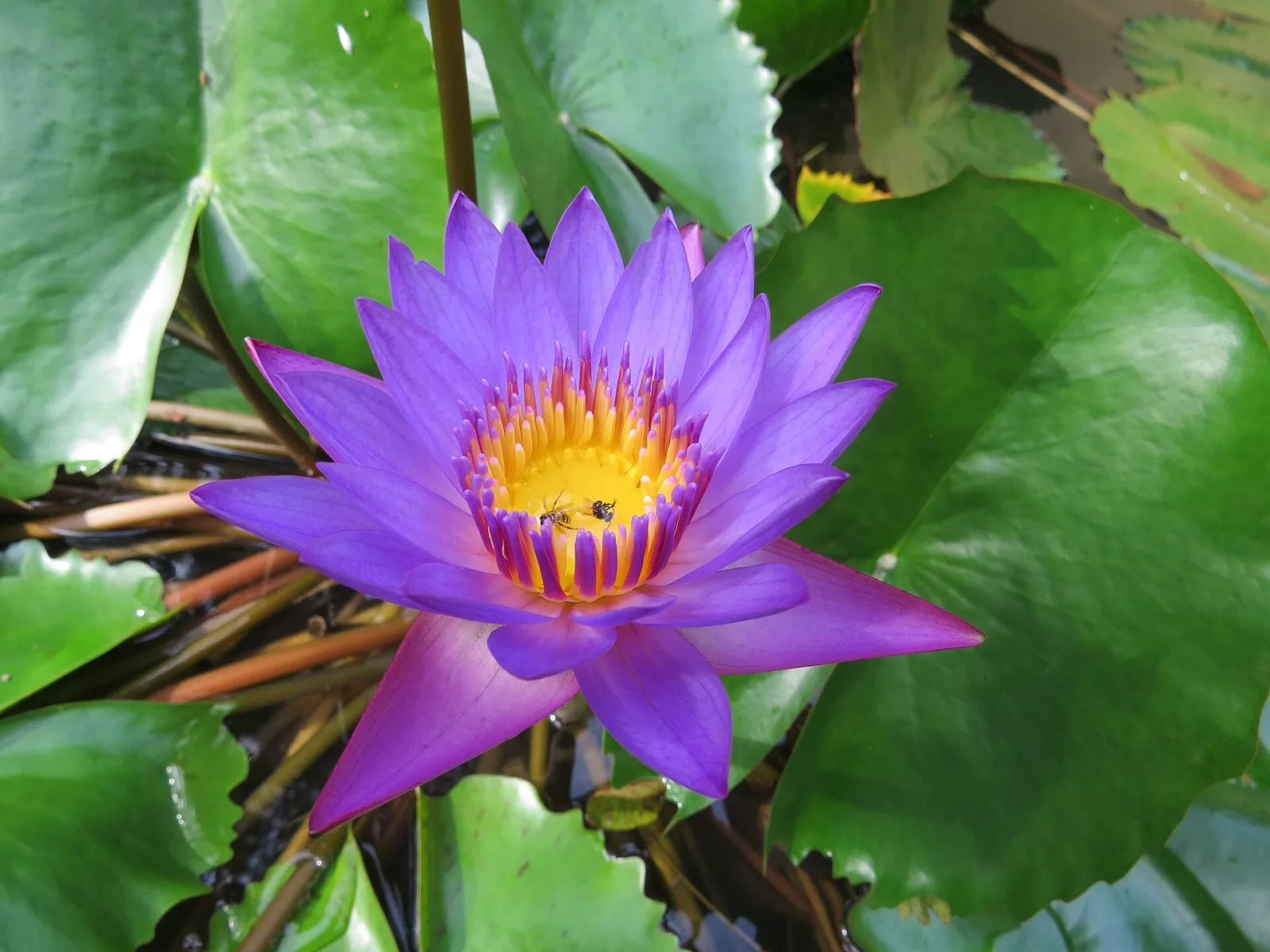 Nymphaea stellata