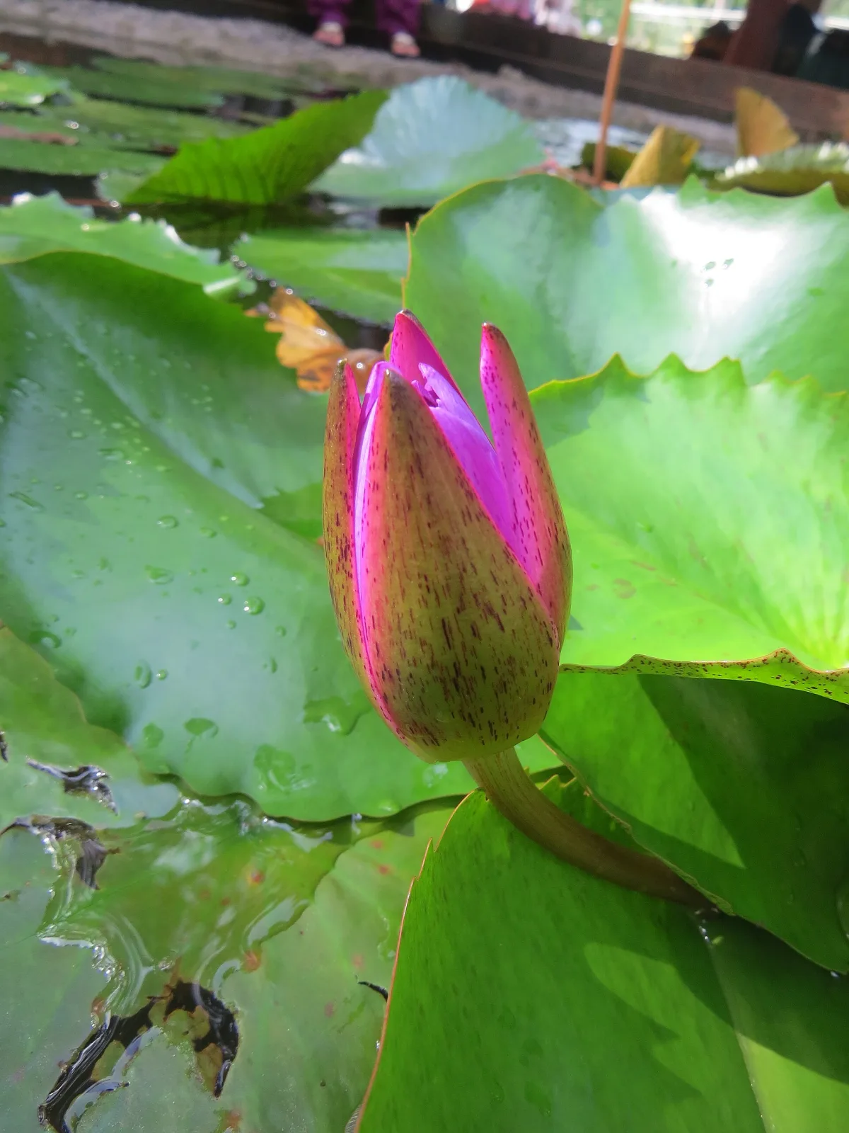 Nymphaea stellata
