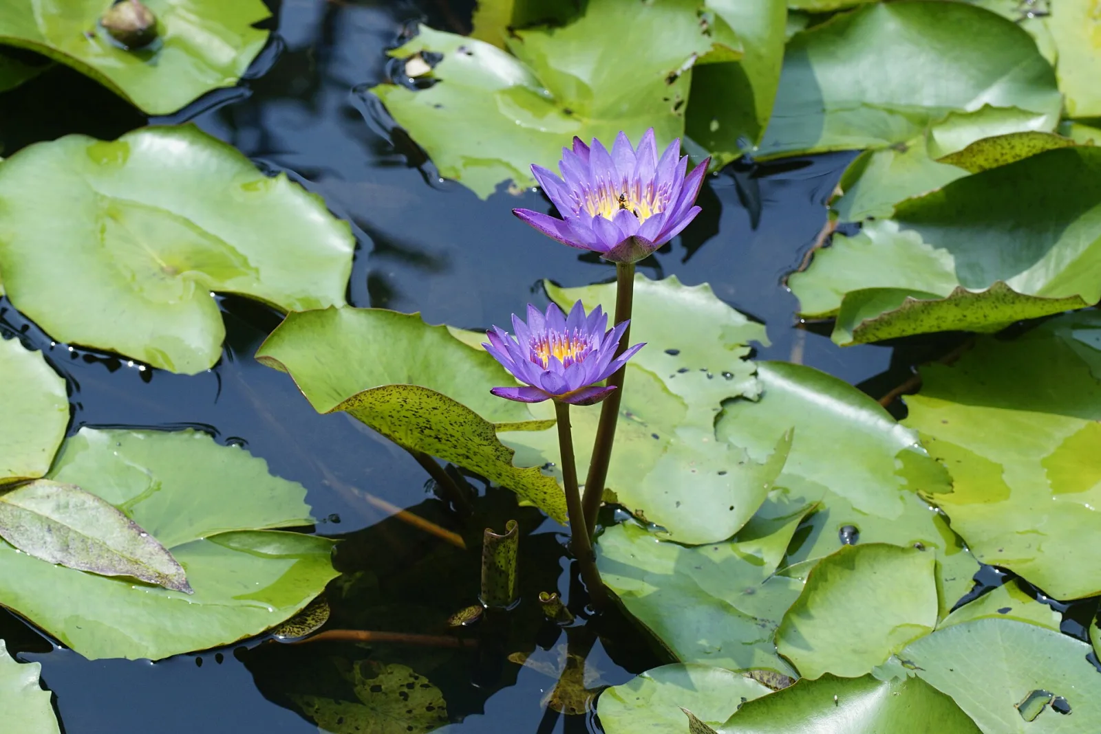 Nymphaea stellata