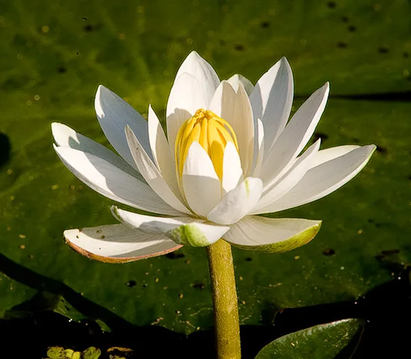Nymphaea pubescens