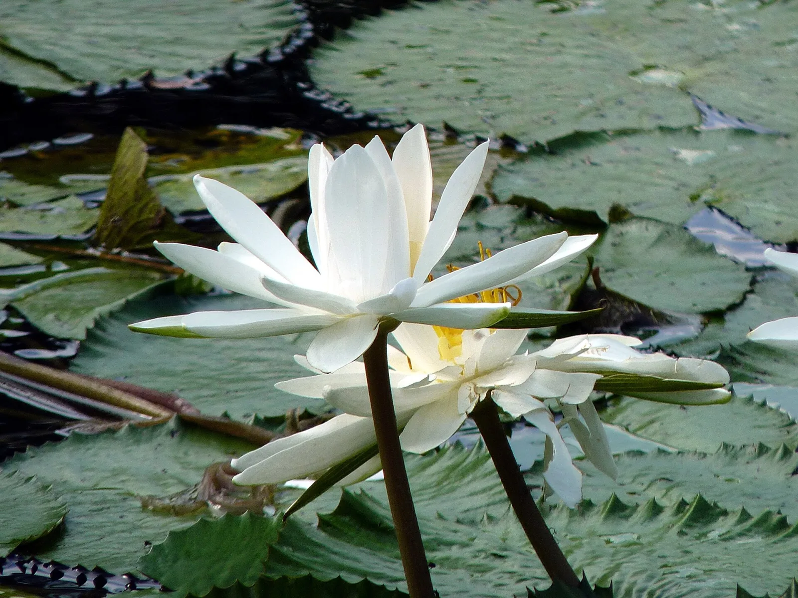 Nymphaea pubescens