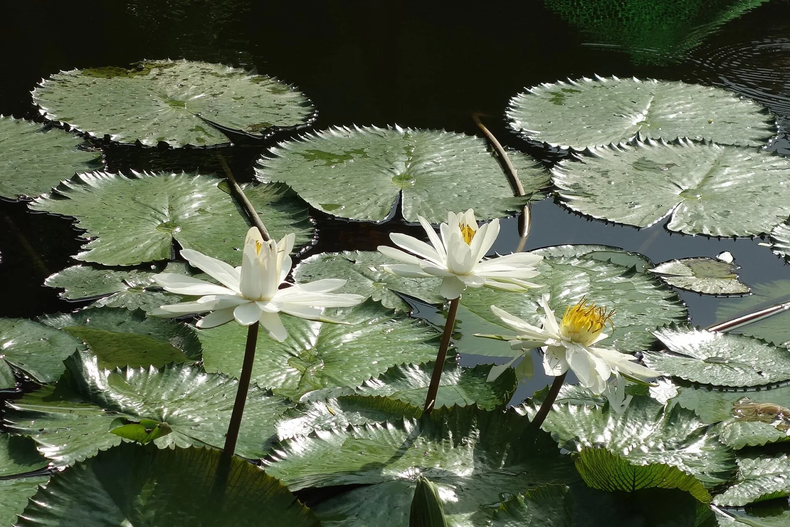 Nymphaea pubescens