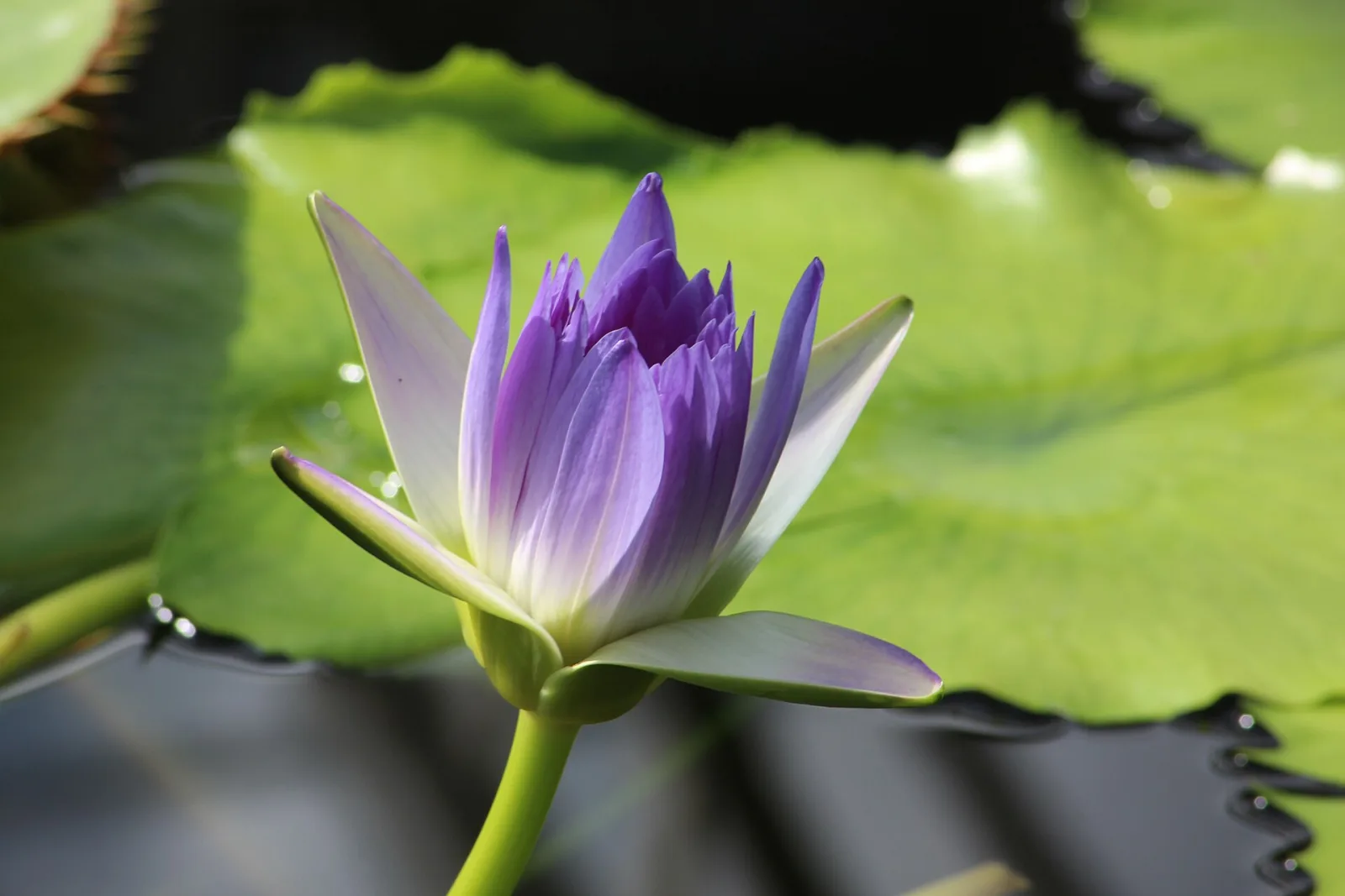 Nymphaea capensis Purple