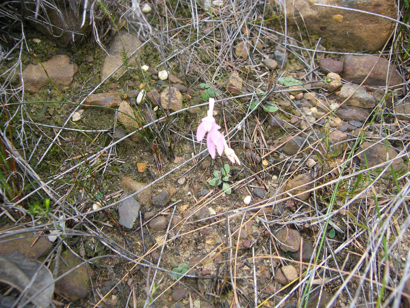 Disa obliqua