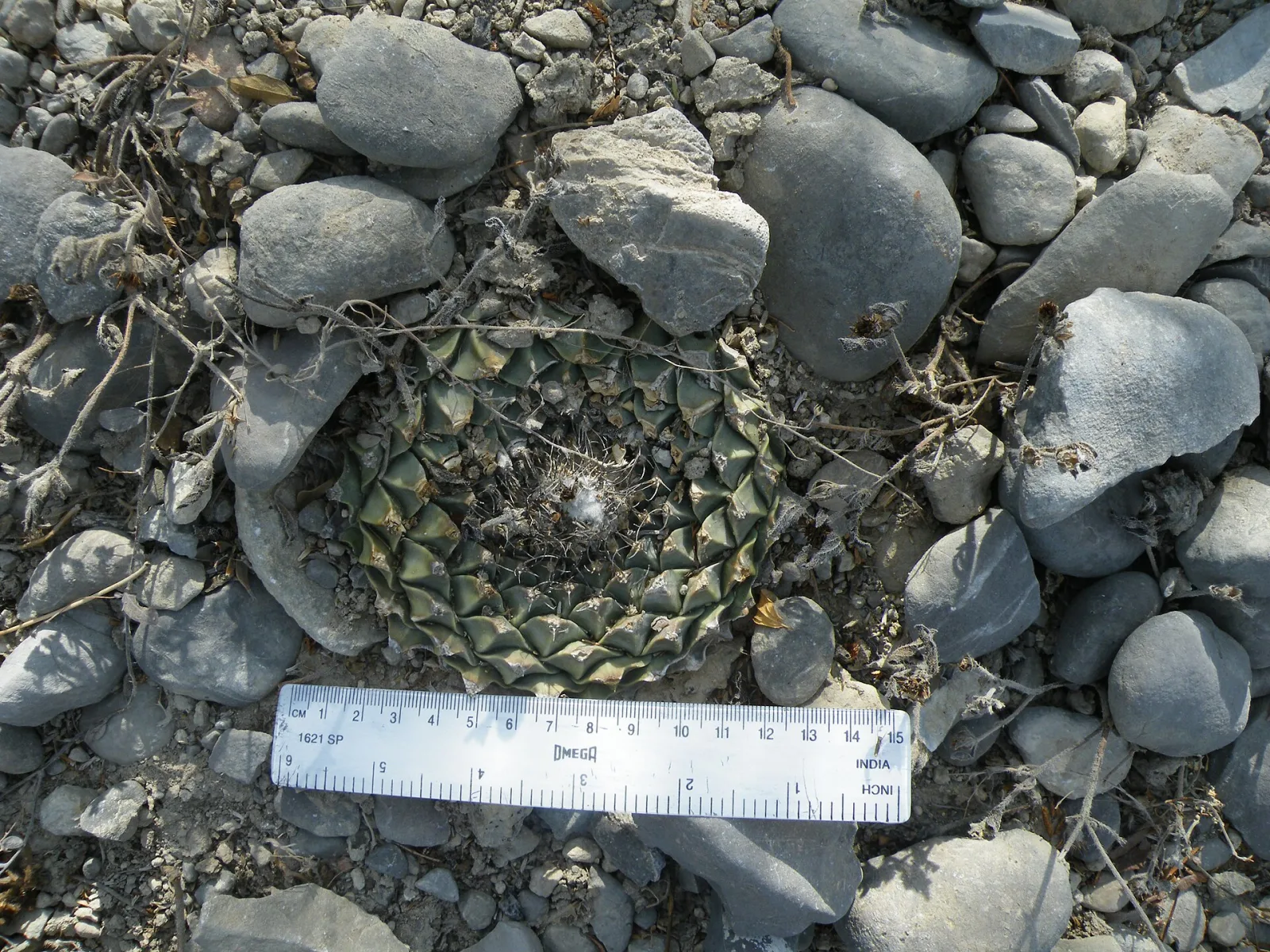 Obregonia denegrii