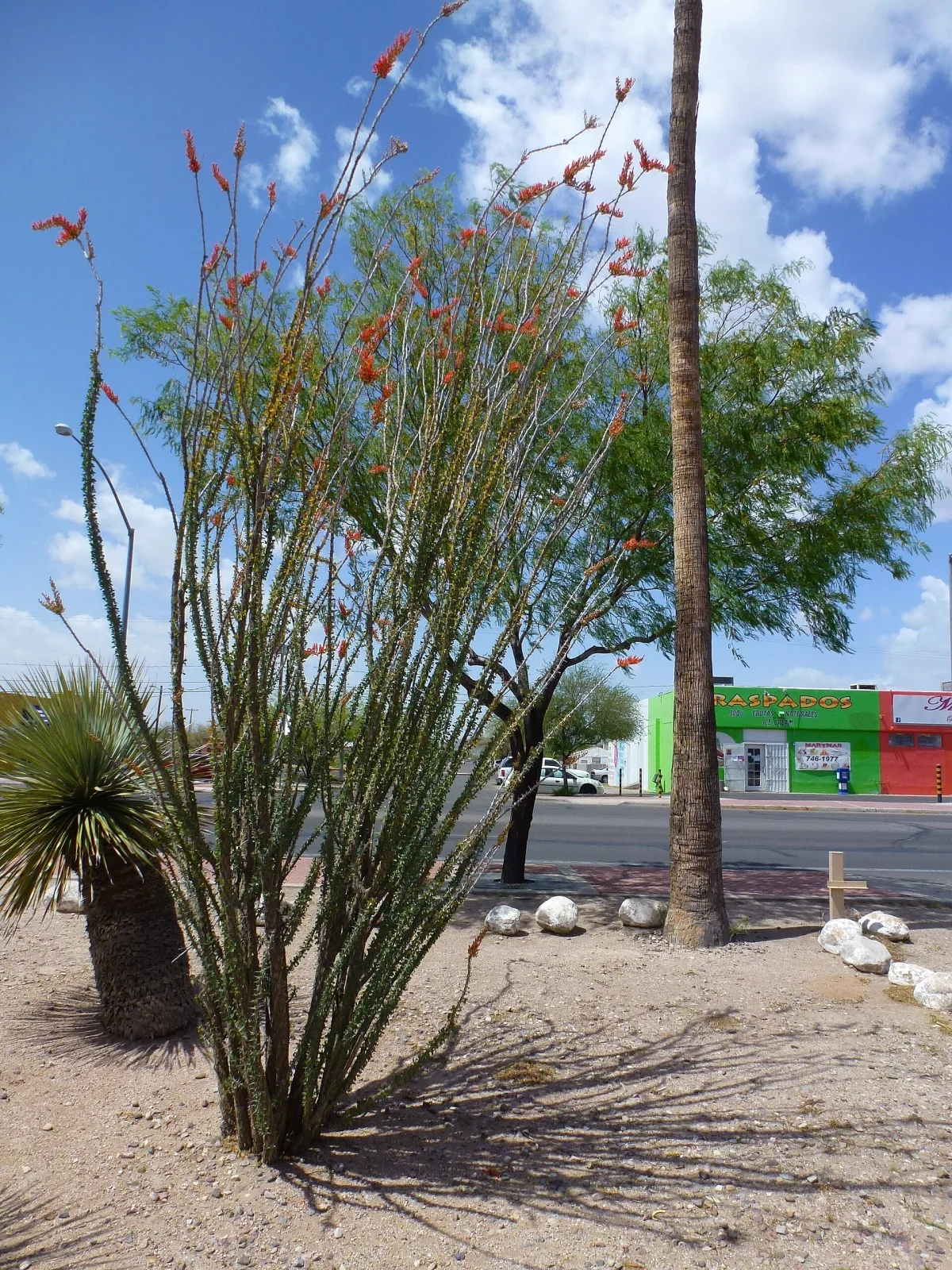 Fouquieria splendens