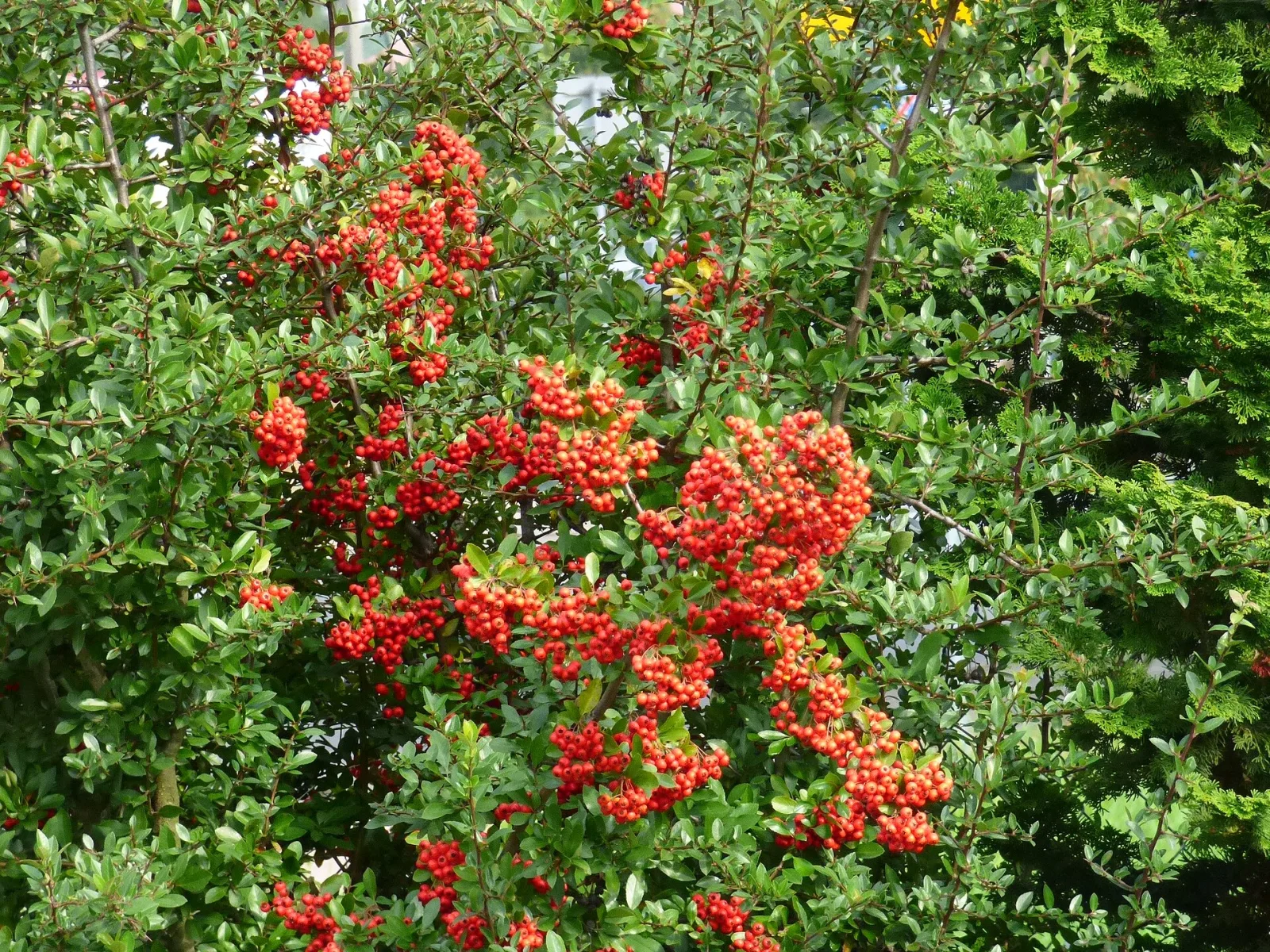 Pyracantha coccinea