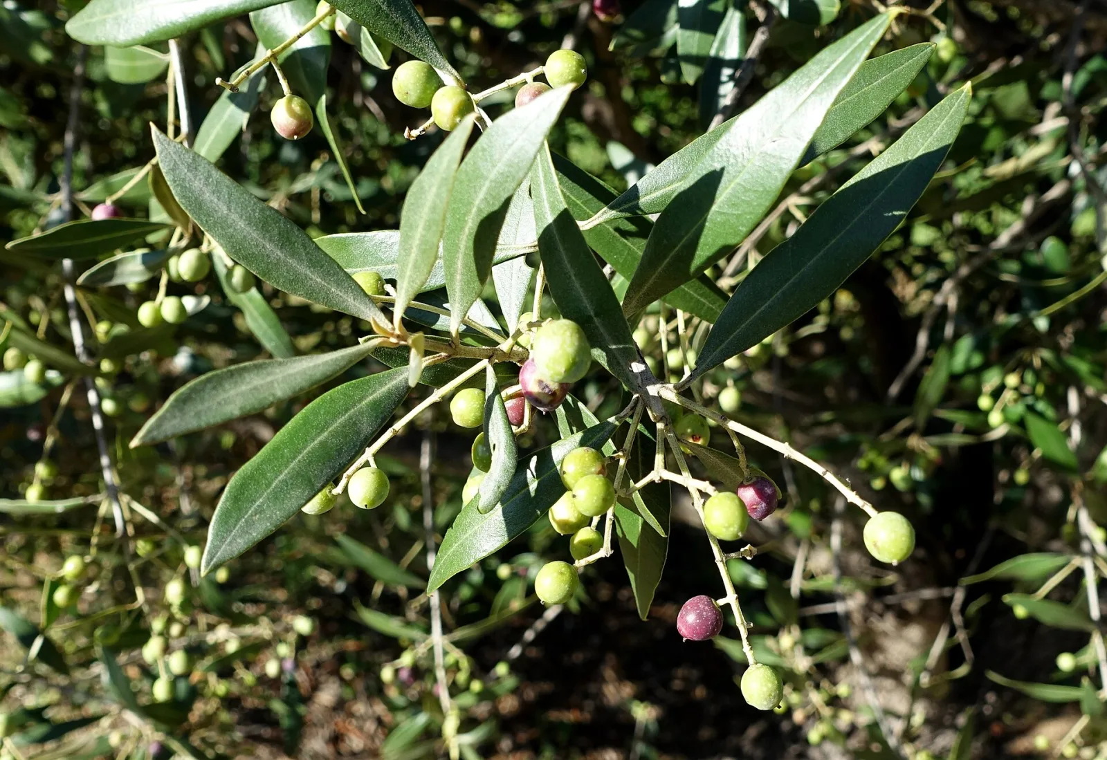 Olea africana