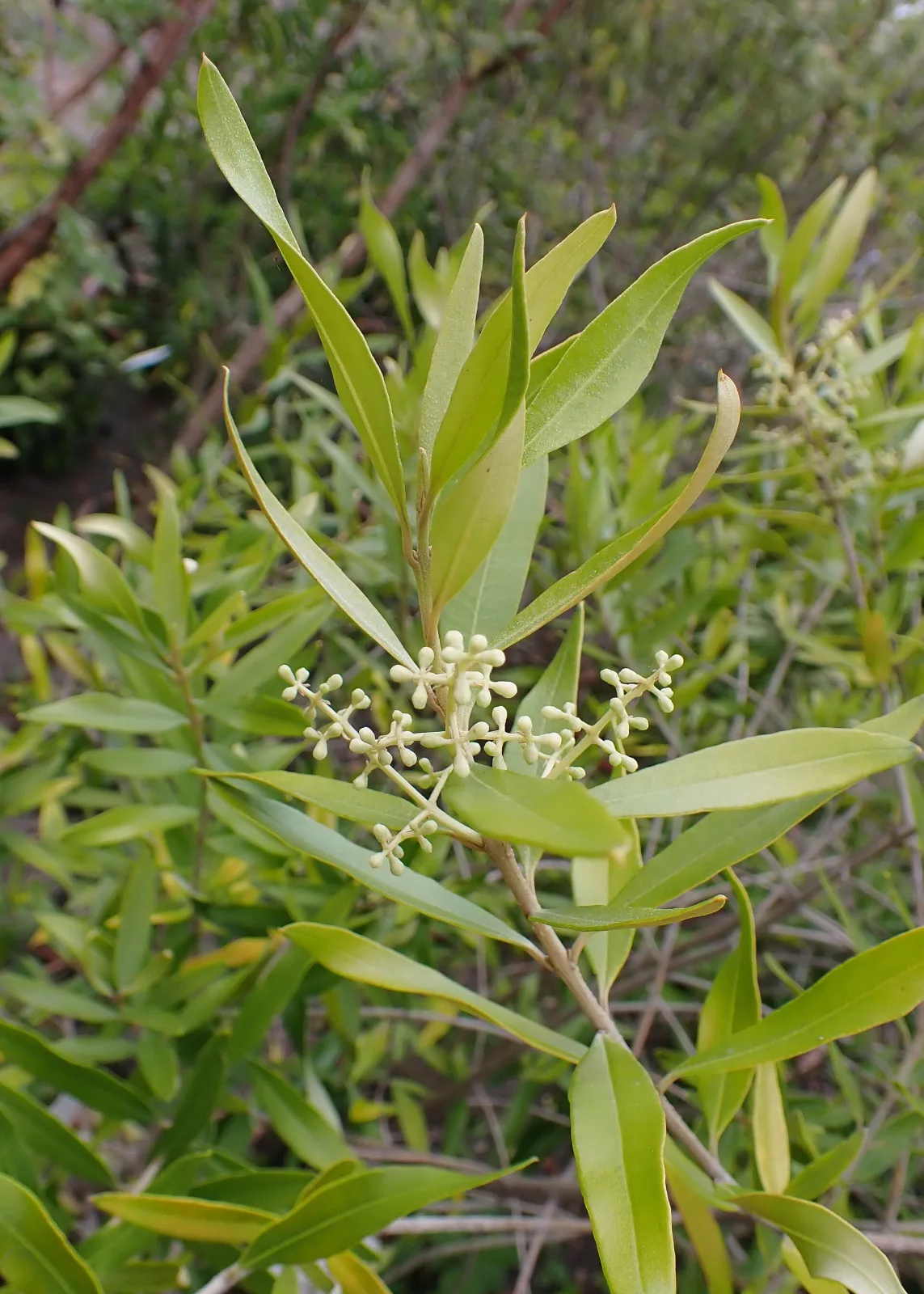 Olea africana