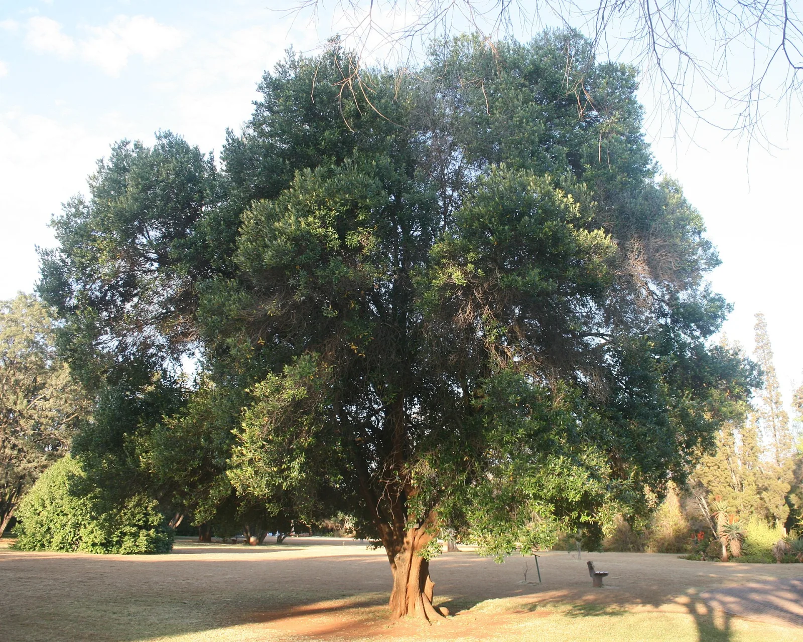 Olea africana