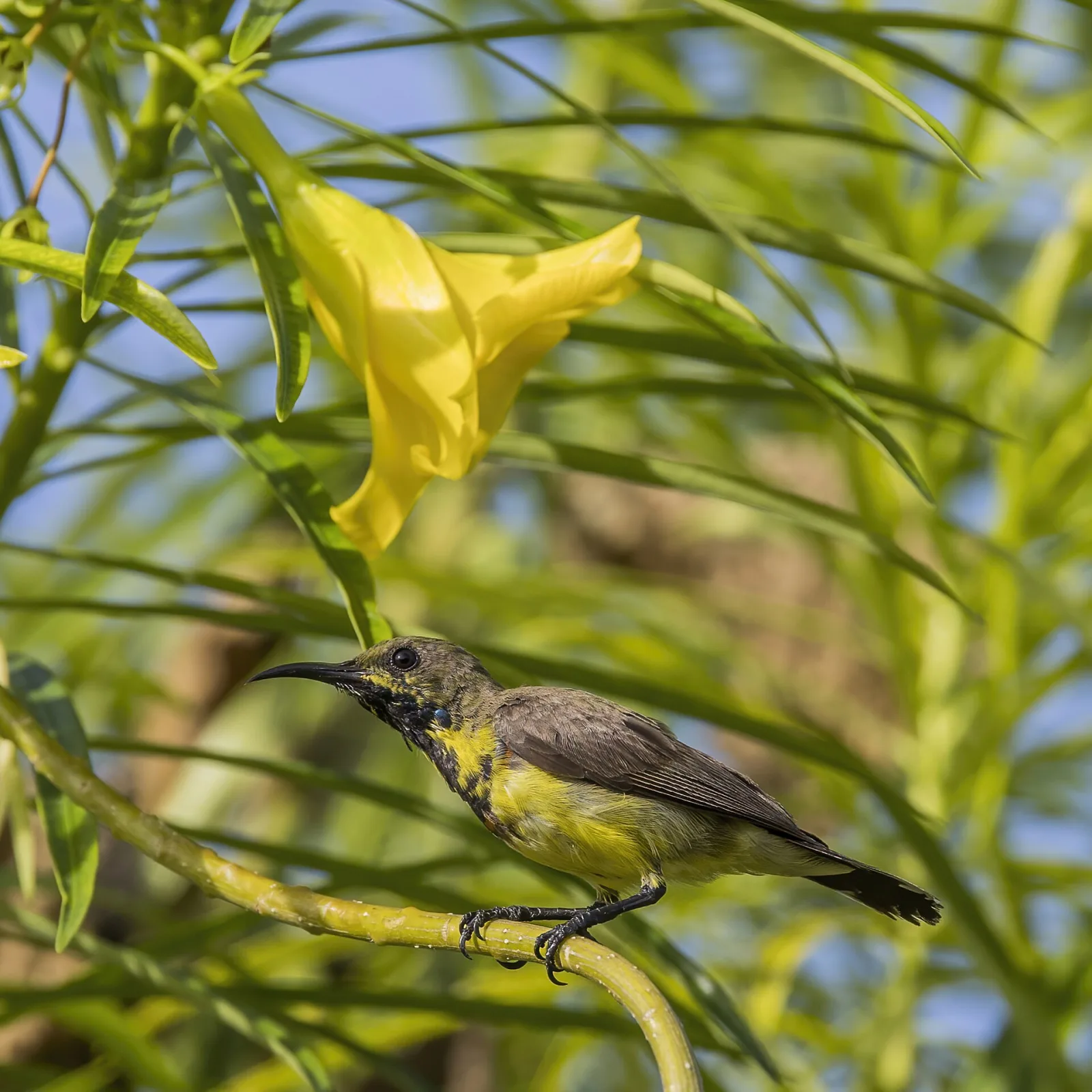 Thevetia neriifolia