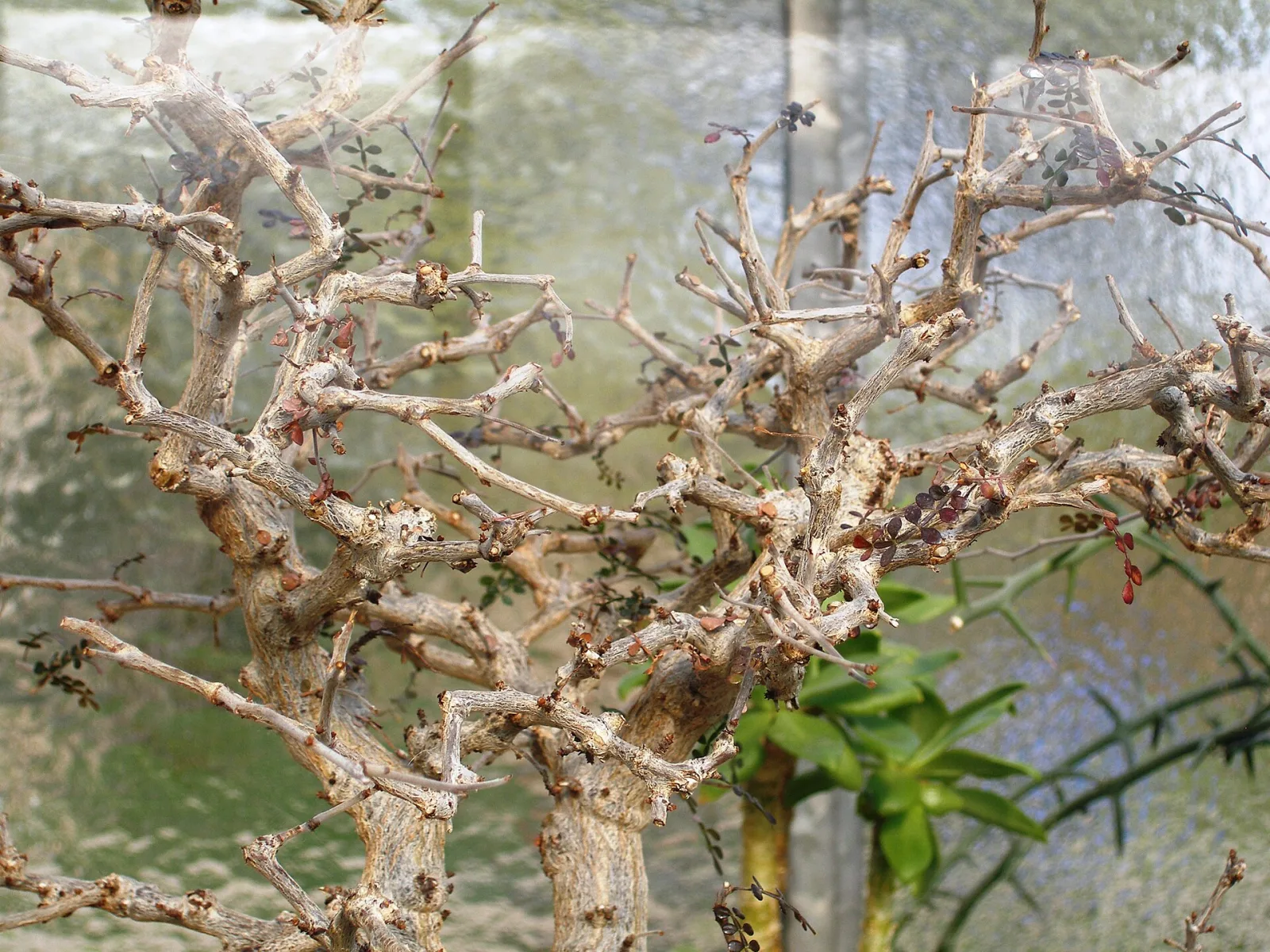 Operculicarya decaryi