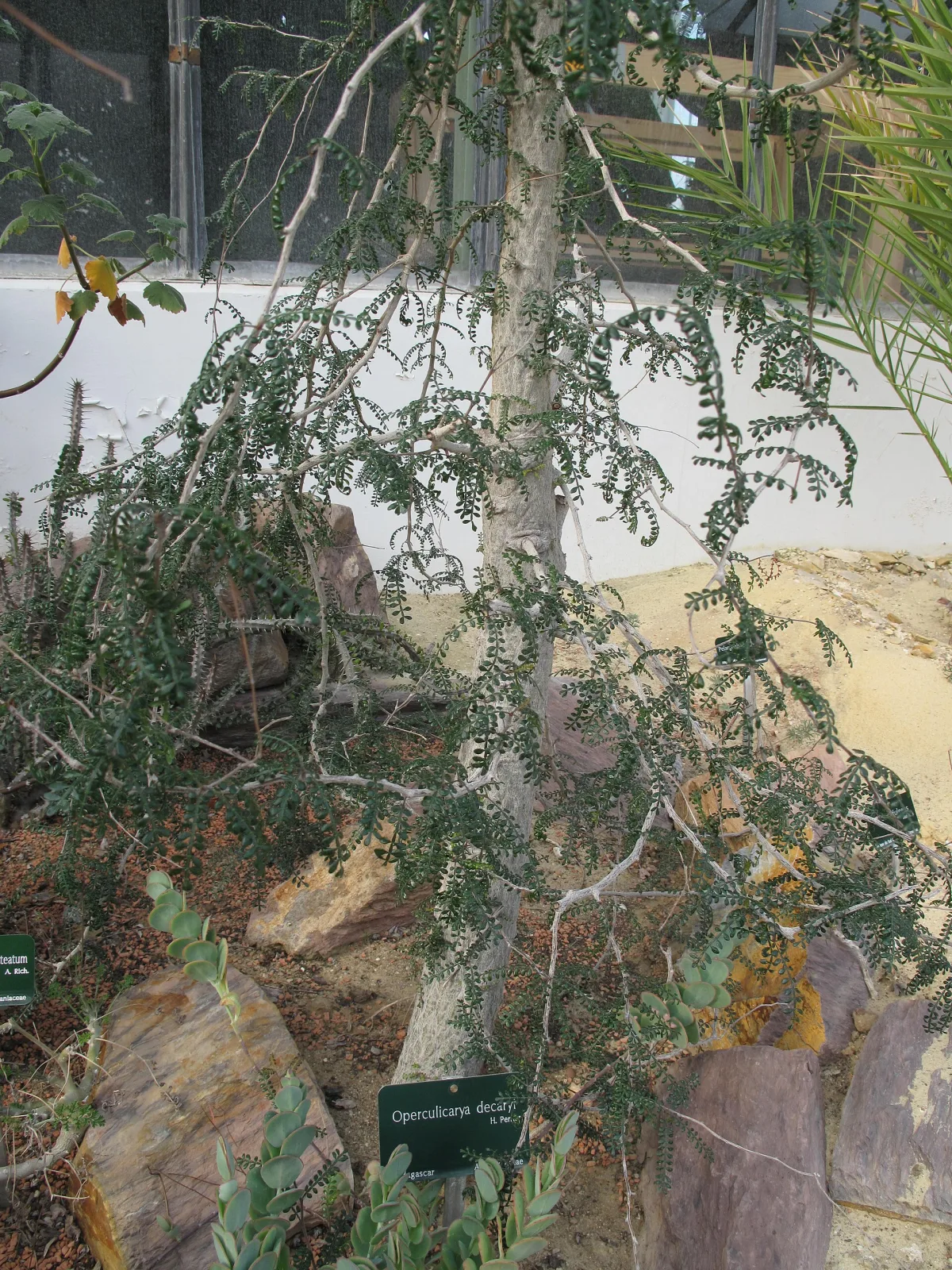 Operculicarya decaryi