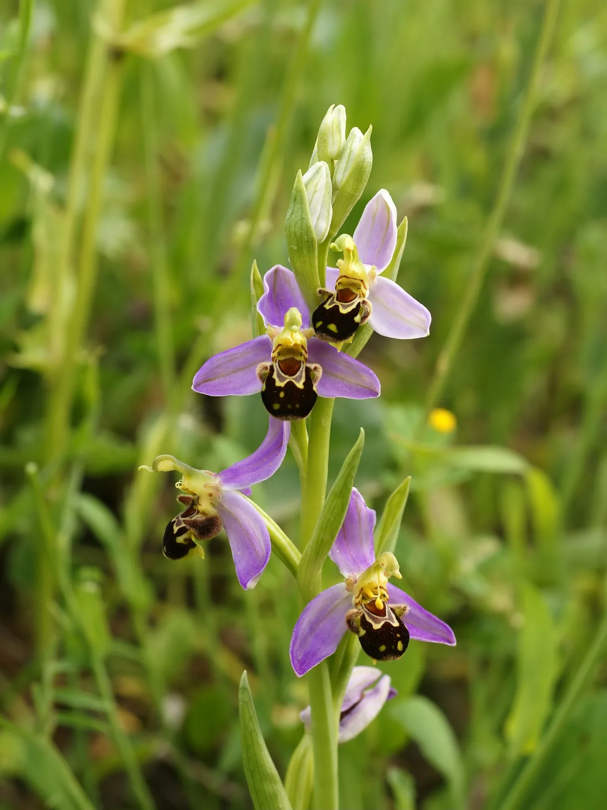 Ophrys apifera