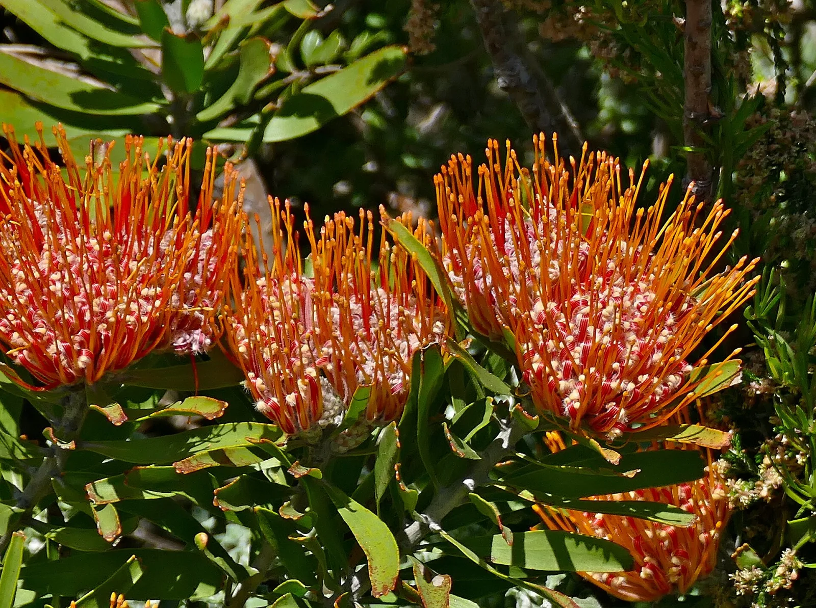 Leucospermum erubescens