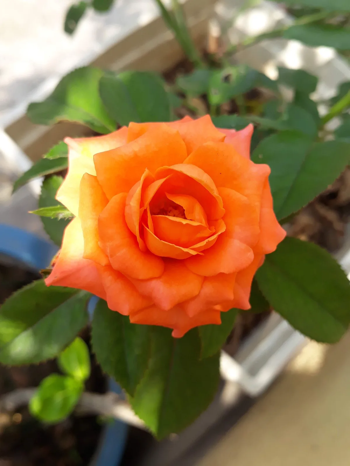 Rose orange