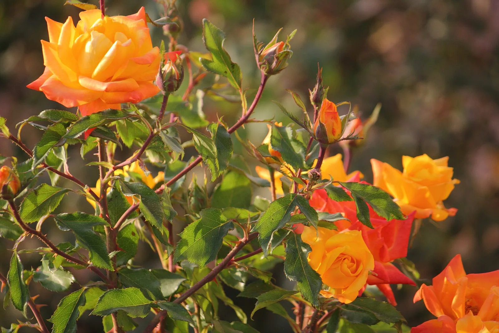 Rose orange