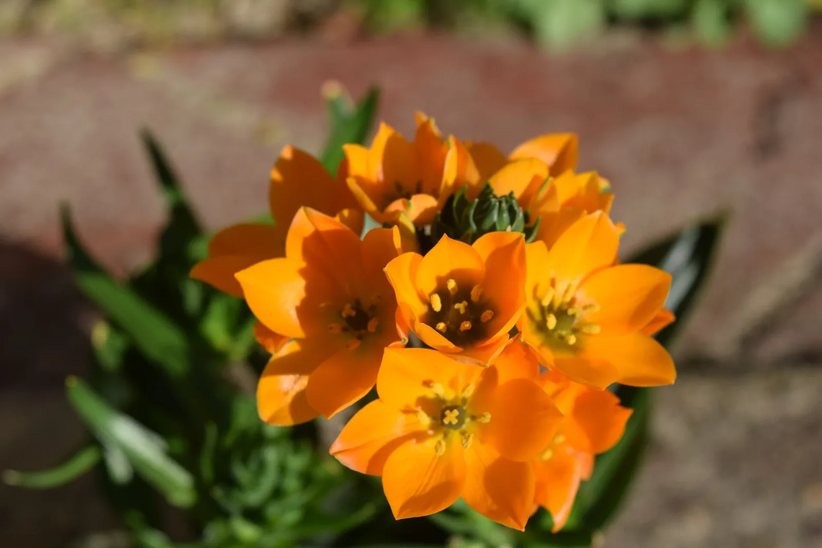Ornithogalum dubium