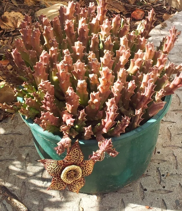 Stapelia variegata