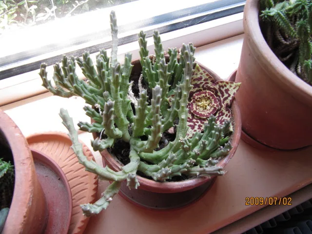 Orbea variegata