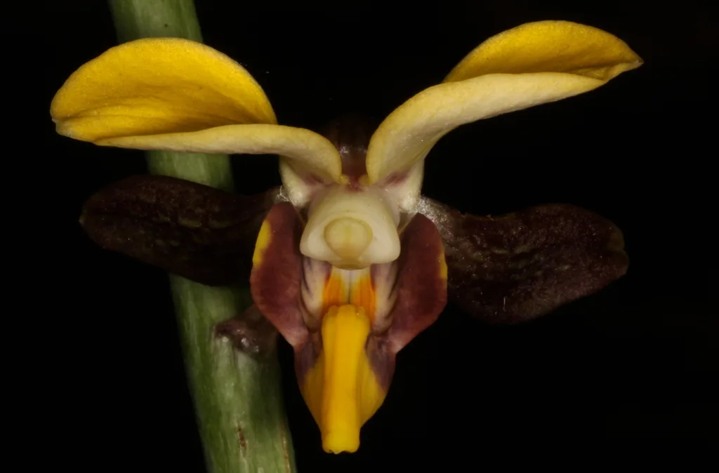 Eulophia streptopetala