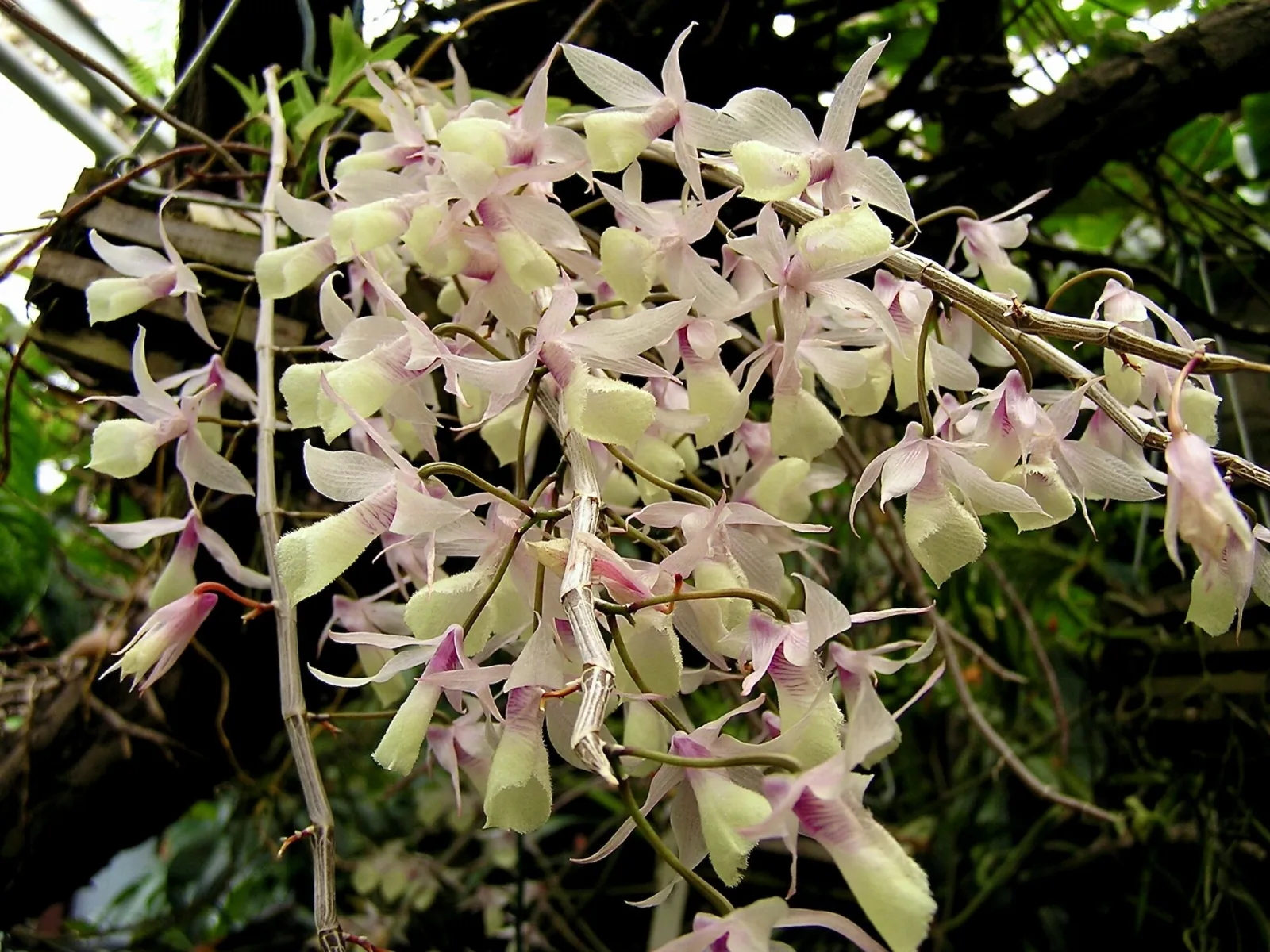 Dendrobium stuartii