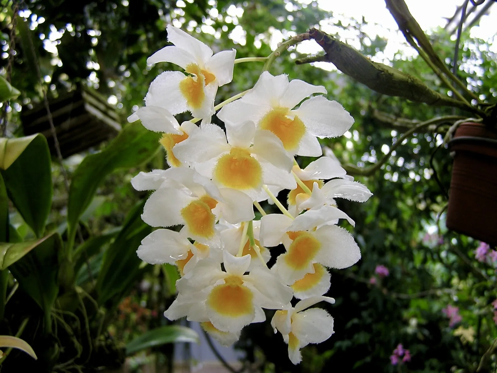Dendrobium palpebrae