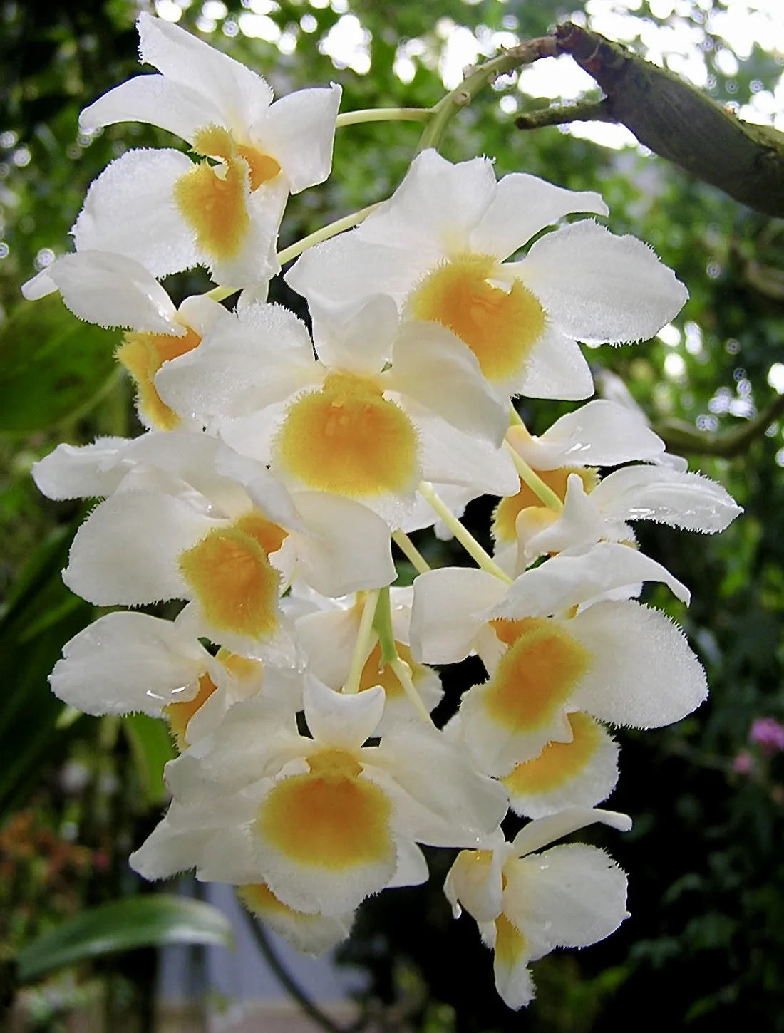 Dendrobium palpebrae