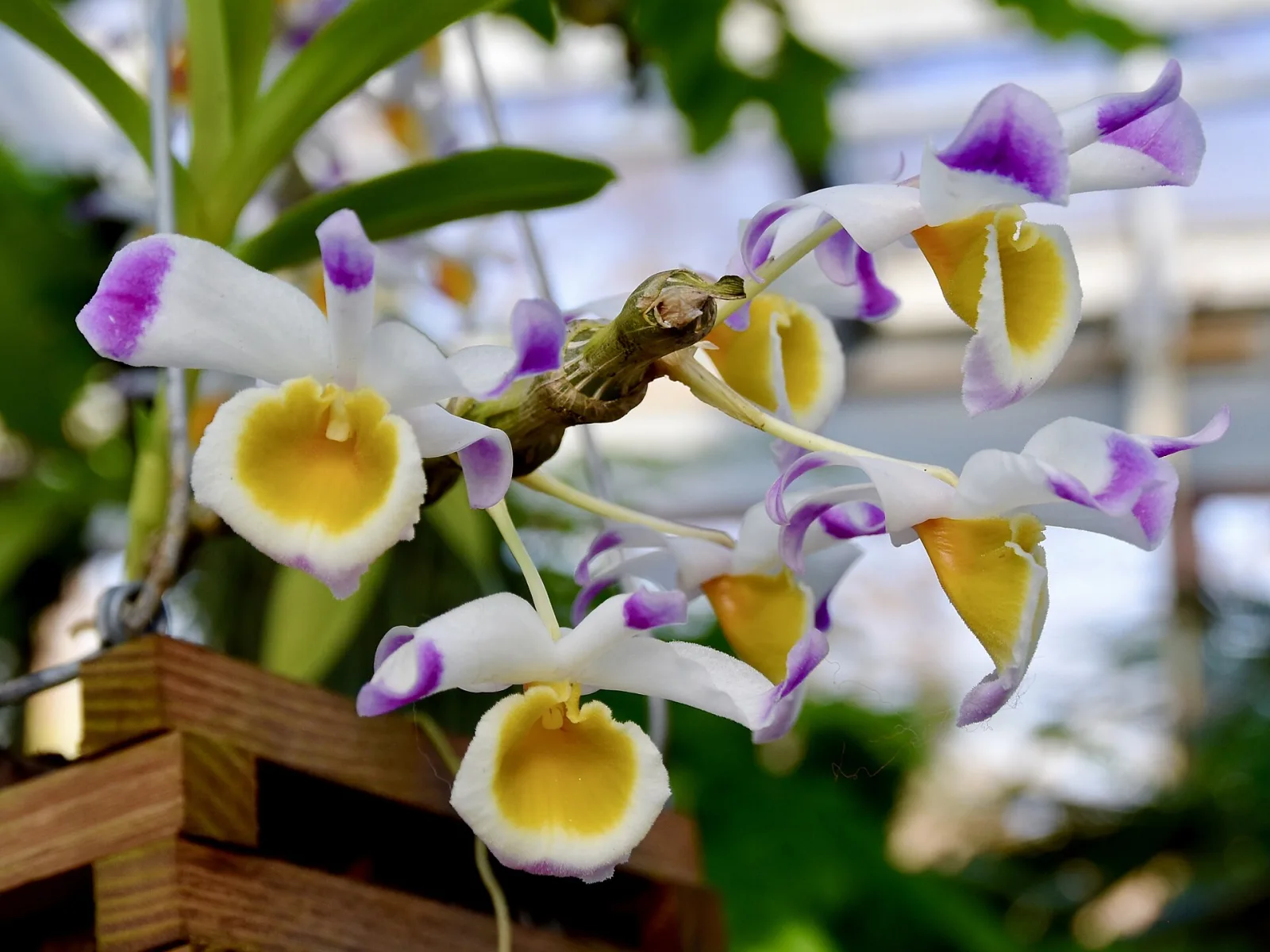 Dendrobium pendulum