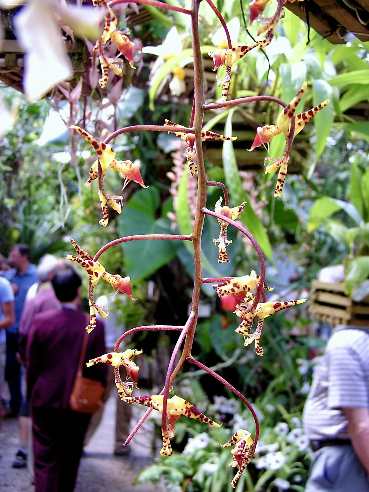 Gongora fulva