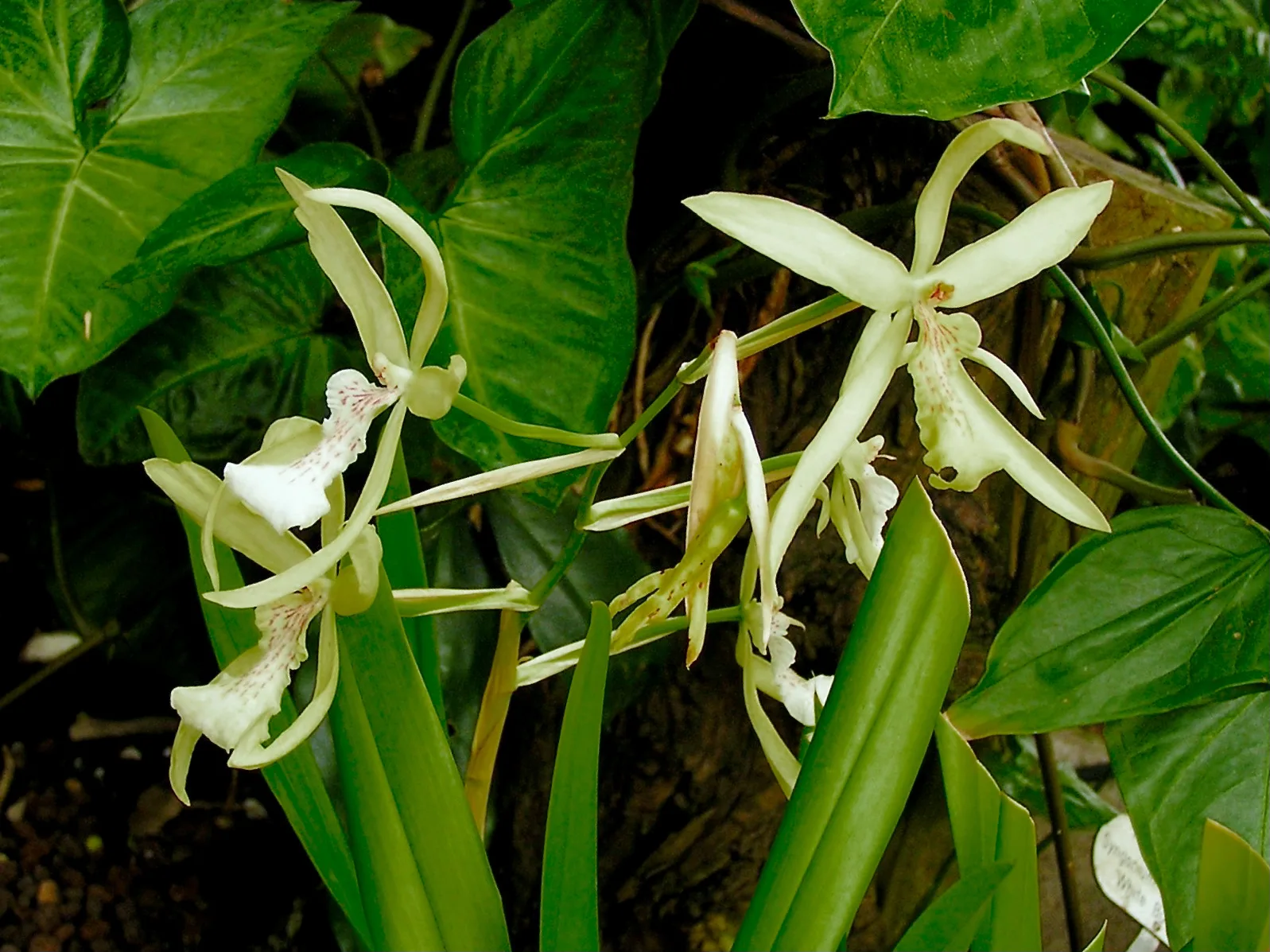 Miltonia flavescens