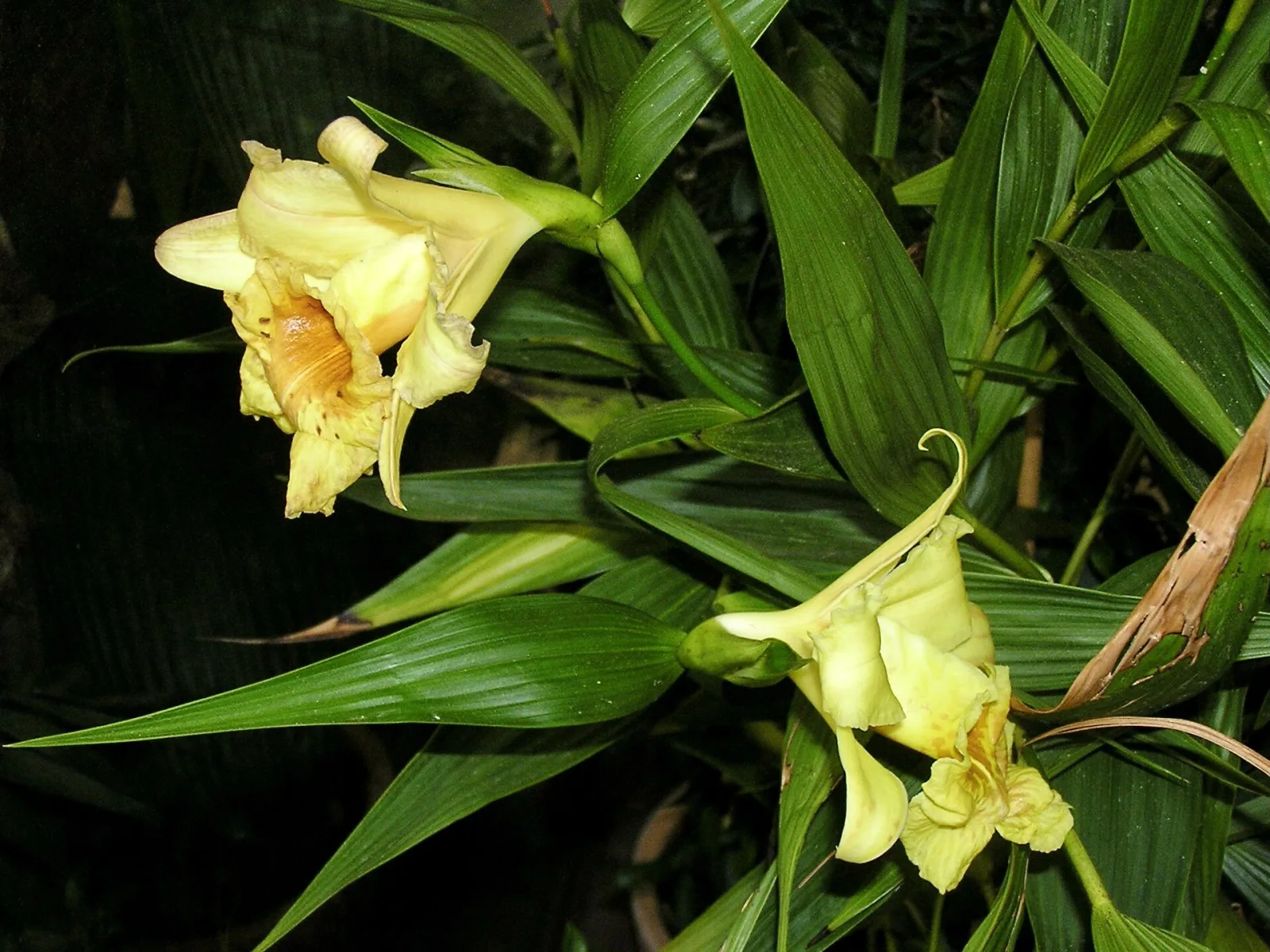 Sobralia xantholeuca