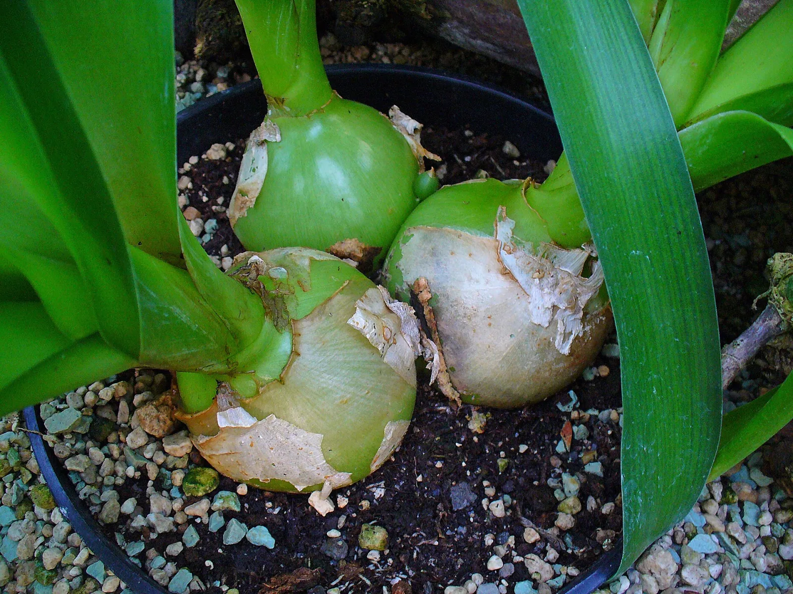 Ornithogalum longibracteatum