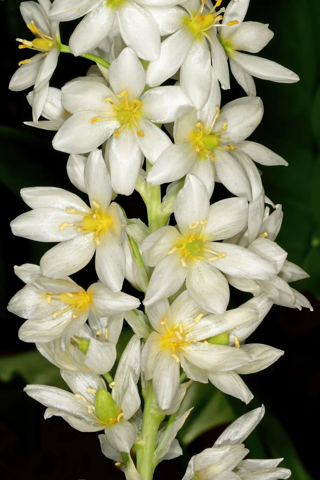 Ornithogalum conicum