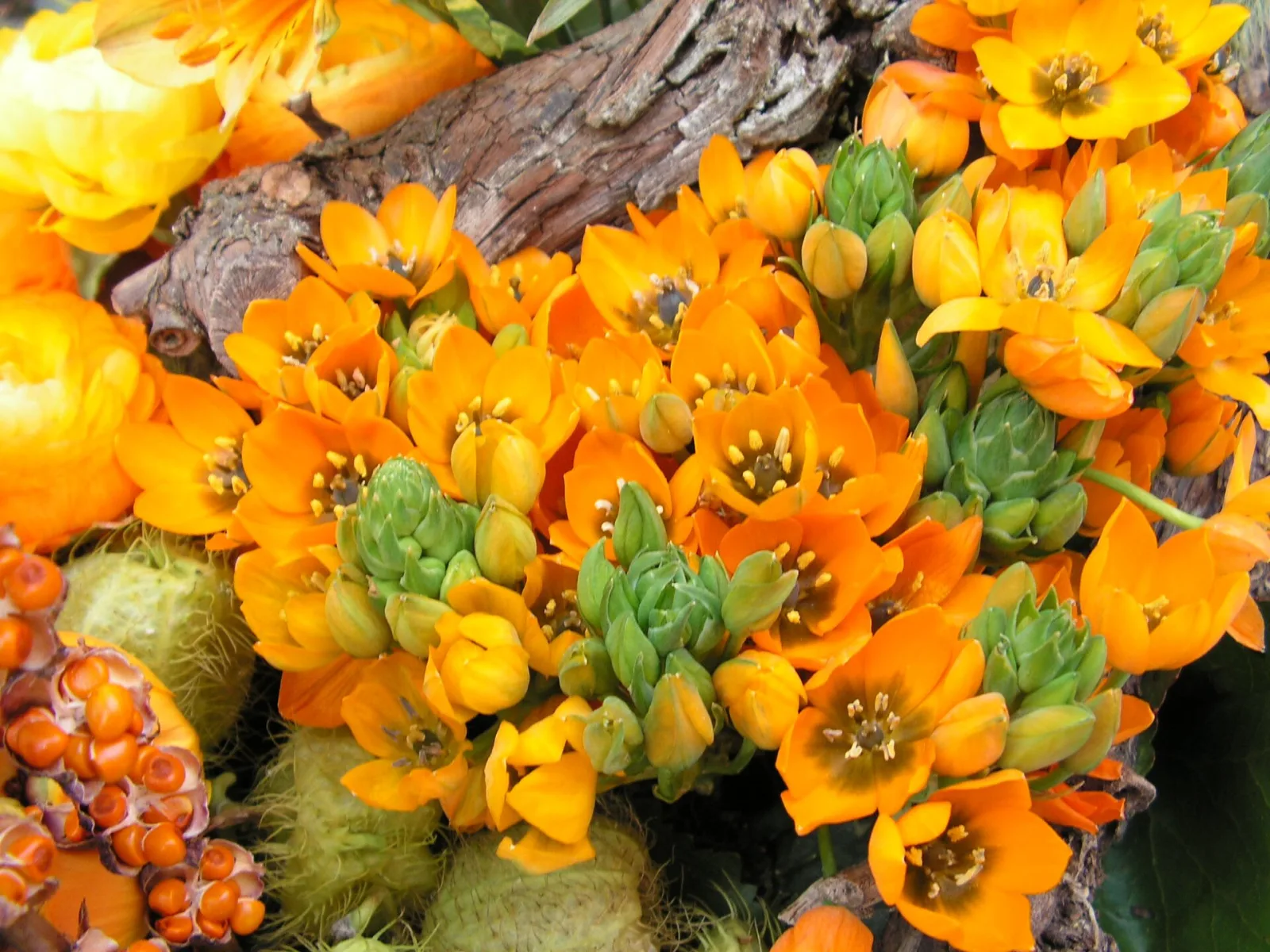 Ornithogalum dubium