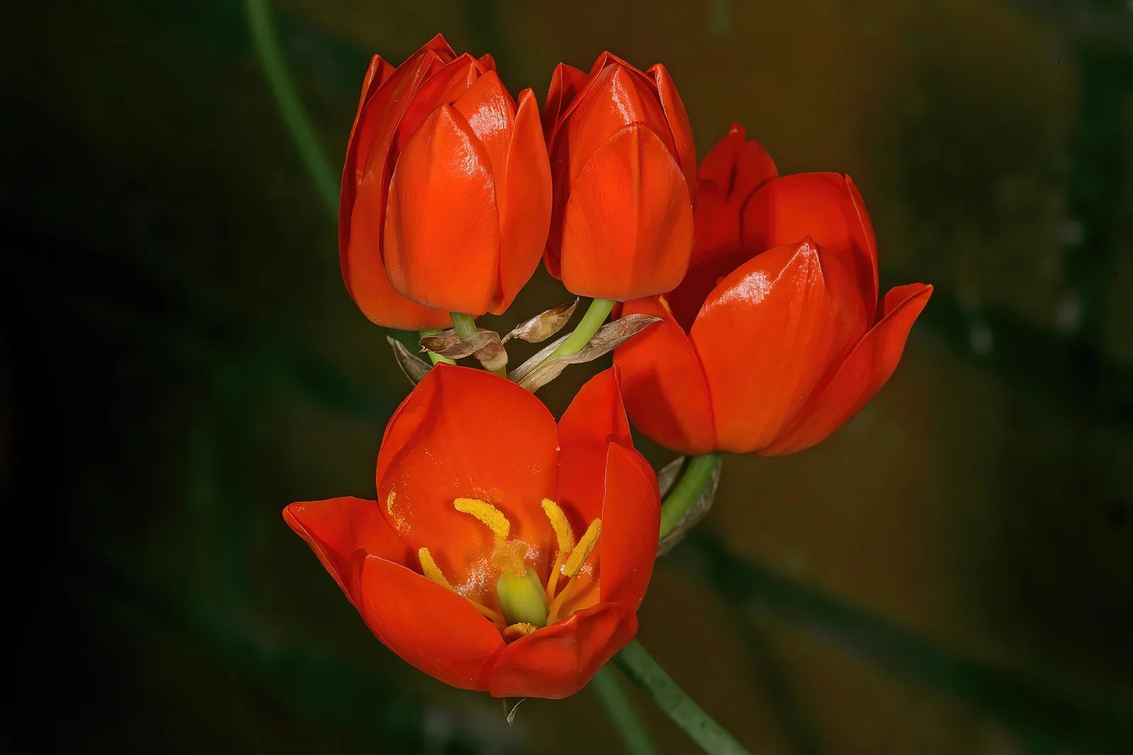 Ornithogalum maculatum