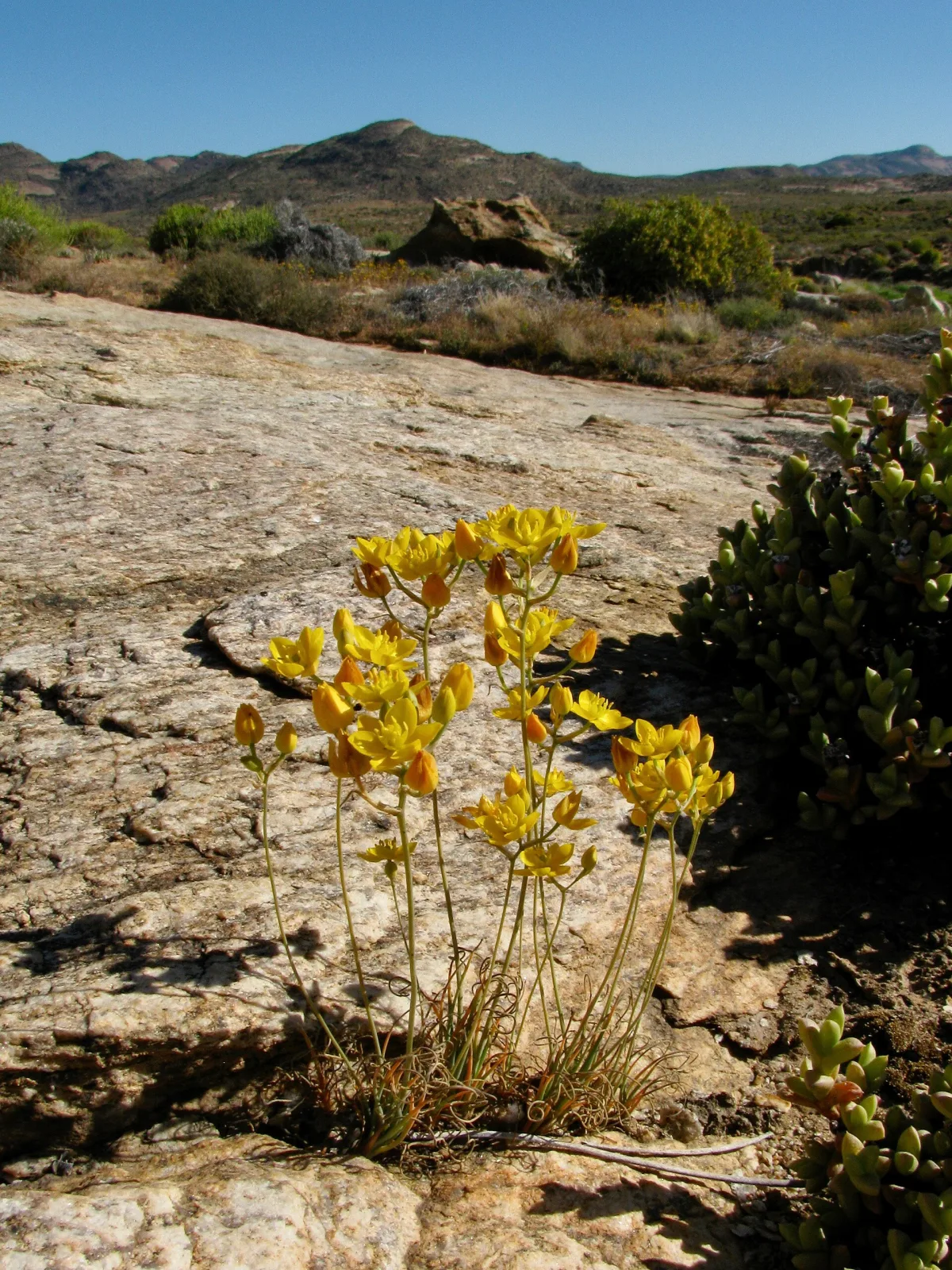 Ornithogalum multifolium