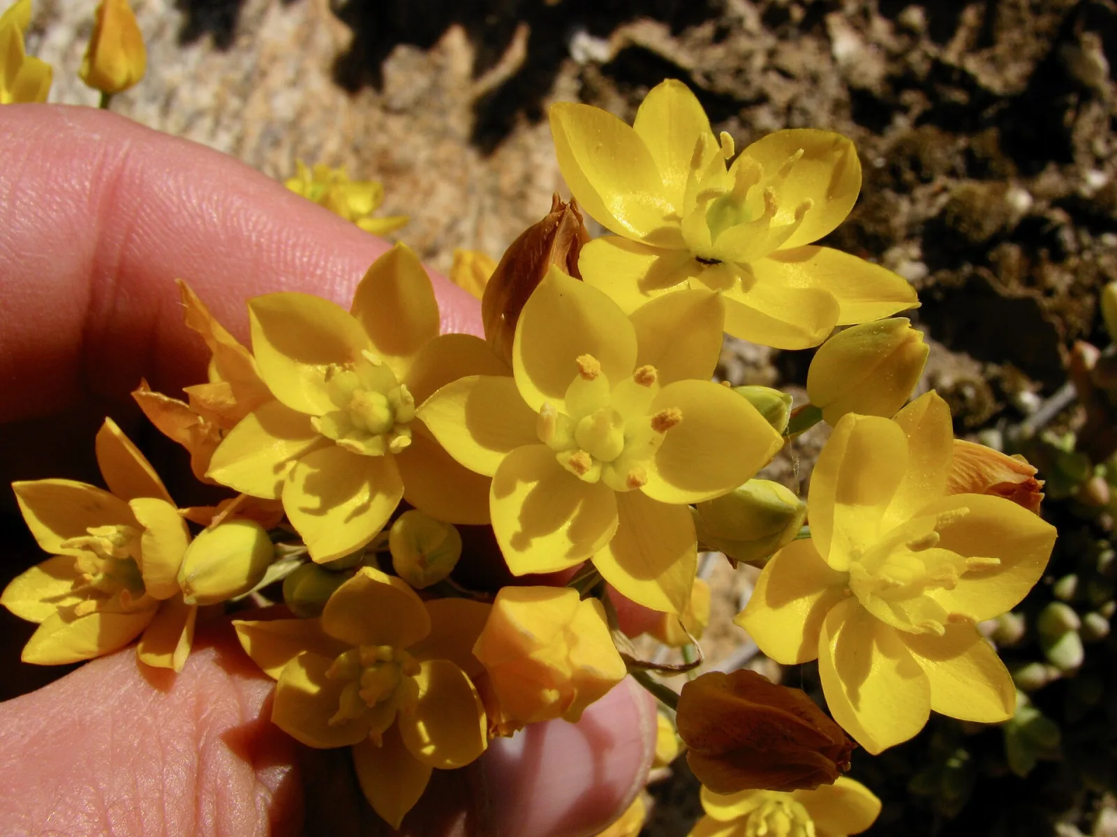 Ornithogalum multifolium