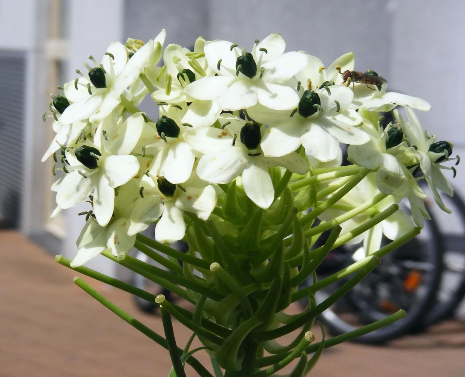 Ornithogalum thyrsoides